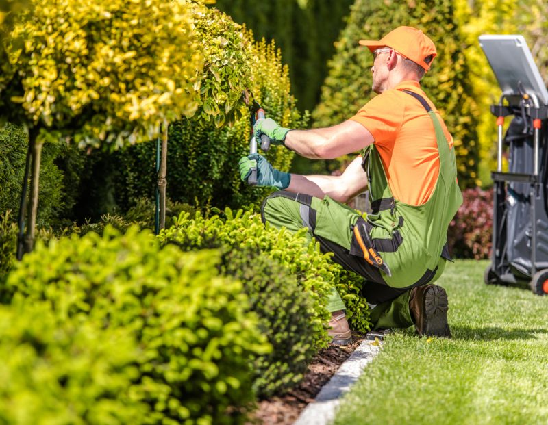 Hortikultura Krk - održavanje živice