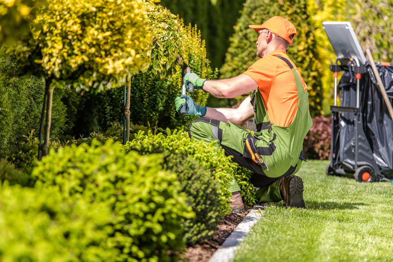 Hortikultura Krk - održavanje živice
